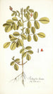 Indigofera hirsuta - Nikolaus Joseph Freiherr von Jacquin — vy av konstverket