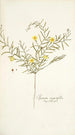 Ipomoea angustifolia - Nikolaus Joseph Freiherr von Jacquin — vy av konstverket