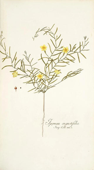 Nikolaus Joseph Freiherr von Jacquin - Ipomoea angustifolia.webp