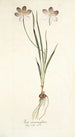 Ixia aneaionaeflora - Nikolaus Joseph Freiherr von Jacquin — vy av konstverket