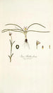 Ixia bulbocodium - Nikolaus Joseph Freiherr von Jacquin — vy av konstverket