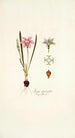 Ixia cruciata - Nikolaus Joseph Freiherr von Jacquin — vy av konstverket