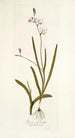 Ixia falcata - Nikolaus Joseph Freiherr von Jacquin — vy av konstverket