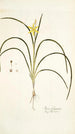 Ixia fragrans - Nikolaus Joseph Freiherr von Jacquin — vy av konstverket