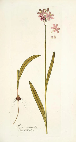 Nikolaus Joseph Freiherr von Jacquin - Ixia incarnata.webp