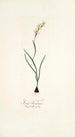 Ixia linearis - Nikolaus Joseph Freiherr von Jacquin — vy av konstverket