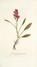 Ixia purpurea varietas - Nikolaus Joseph Freiherr von Jacquin — vy av konstverket