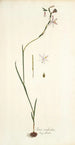 Ixia radiata - Nikolaus Joseph Freiherr von Jacquin — vy av konstverket