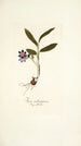 Ixia rubrocyanea - Nikolaus Joseph Freiherr von Jacquin — vy av konstverket