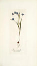 Ixia secunda - Nikolaus Joseph Freiherr von Jacquin — vy av konstverket