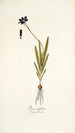 Ixia uniflora - Nikolaus Joseph Freiherr von Jacquin — vy av konstverket