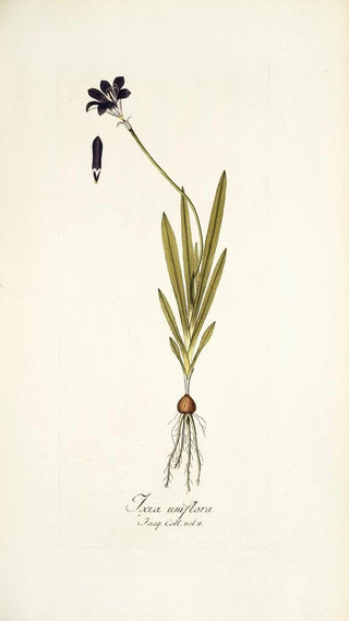 Nikolaus Joseph Freiherr von Jacquin - Ixia uniflora.webp
