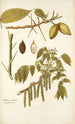 Juglans cinerea - Nikolaus Joseph Freiherr von Jacquin — vy av konstverket