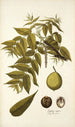 Juglans nigra - Nikolaus Joseph Freiherr von Jacquin — vy av konstverket