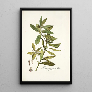 Nikolaus Joseph Freiherr von Jacquin - Kiggelaria integrifolia.webp