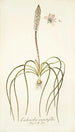 Lachenalia angustifolia - Nikolaus Joseph Freiherr von Jacquin — vy av konstverket