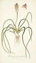Lachenalia hyacinthoides - Nikolaus Joseph Freiherr von Jacquin — vy av konstverket