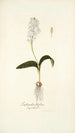 Lachenalia liliflora - Nikolaus Joseph Freiherr von Jacquin — vy av konstverket