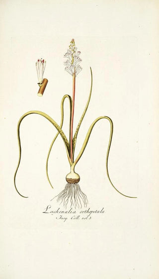 Nikolaus Joseph Freiherr von Jacquin - Lachenalia orthopetala.webp