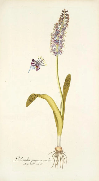 Nikolaus Joseph Freiherr von Jacquin - Lachenalia purpurocoerulea.webp