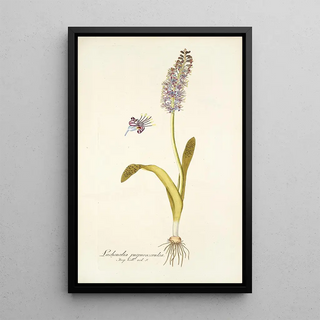 Nikolaus Joseph Freiherr von Jacquin - Lachenalia purpurocoerulea.webp