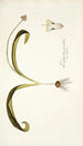 Lachenalia pustulata - Nikolaus Joseph Freiherr von Jacquin — vy av konstverket