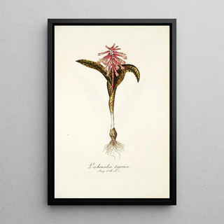 Nikolaus Joseph Freiherr von Jacquin - Lachenalia tigrina.webp