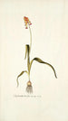 Lachenalia tricolor - Nikolaus Joseph Freiherr von Jacquin — vy av konstverket
