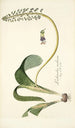 Lachenalia violacea - Nikolaus Joseph Freiherr von Jacquin — vy av konstverket