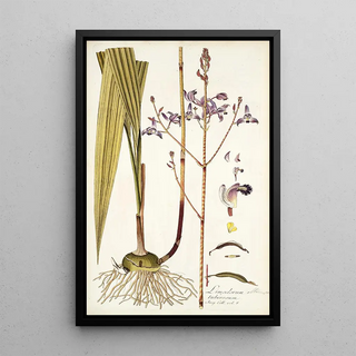 Nikolaus Joseph Freiherr von Jacquin - Limodorum tuberosum.webp