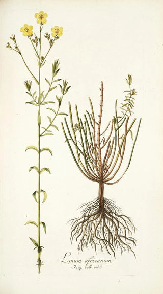 Nikolaus Joseph Freiherr von Jacquin - Linum africanum.webp