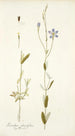 Lisianthus glaucifolius - Nikolaus Joseph Freiherr von Jacquin — vy av konstverket
