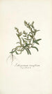 Lithospermum tenuiflorum - Nikolaus Joseph Freiherr von Jacquin — vy av konstverket