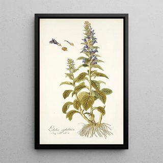 Nikolaus Joseph Freiherr von Jacquin - Lobelia siphilitica.webp