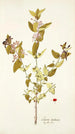 Lonicera tartarica - Nikolaus Joseph Freiherr von Jacquin — vy av konstverket