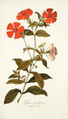 Lychnis grandiflora - Nikolaus Joseph Freiherr von Jacquin — vy av konstverket