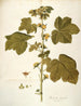 Malachea alceaefolia - Nikolaus Joseph Freiherr von Jacquin — vy av konstverket