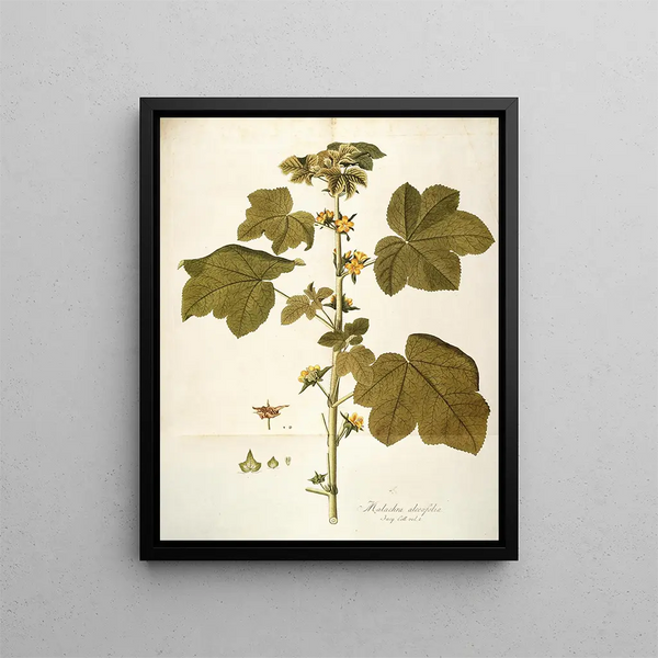Nikolaus Joseph Freiherr von Jacquin - Malachea alceaefolia.webp