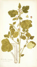 Malachra fasciata - Nikolaus Joseph Freiherr von Jacquin — vy av konstverket