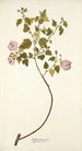 Malva balsamica - Nikolaus Joseph Freiherr von Jacquin — vy av konstverket