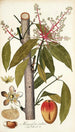 Mangifera indica - Nikolaus Joseph Freiherr von Jacquin — vy av konstverket