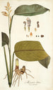 Maranta lutea - Nikolaus Joseph Freiherr von Jacquin — vy av konstverket