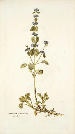 Nikolaus Joseph Freiherr von Jacquin - Marrubium astracanicum.webp