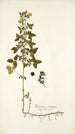 Medicago carstiensis - Nikolaus Joseph Freiherr von Jacquin — vy av konstverket