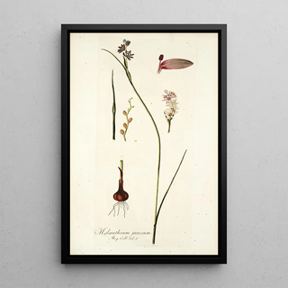 Nikolaus Joseph Freiherr von Jacquin - Melanthium junceum.webp