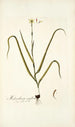 Melanthium uniflorum - Nikolaus Joseph Freiherr von Jacquin — vy av konstverket