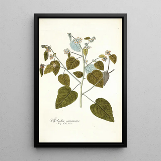 Nikolaus Joseph Freiherr von Jacquin - Melochia caraccasana.webp