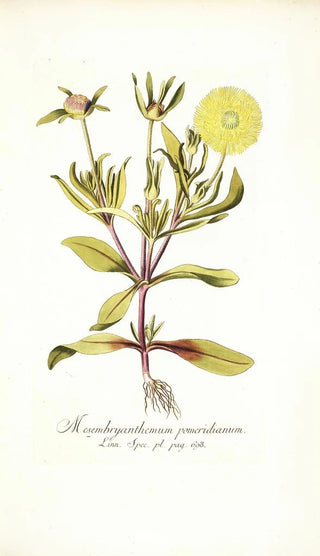 Nikolaus Joseph Freiherr von Jacquin - Mesembryanthemum pomeridianum.webp