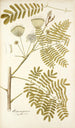 Mimosa speciosa - Nikolaus Joseph Freiherr von Jacquin — vy av konstverket