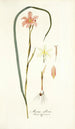 Moraea collina - Nikolaus Joseph Freiherr von Jacquin — vy av konstverket